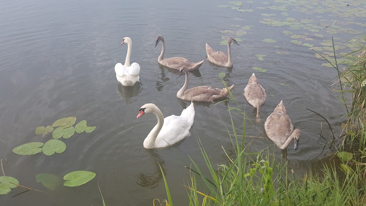 Fotografija lokacije Općina Gola (Općina).