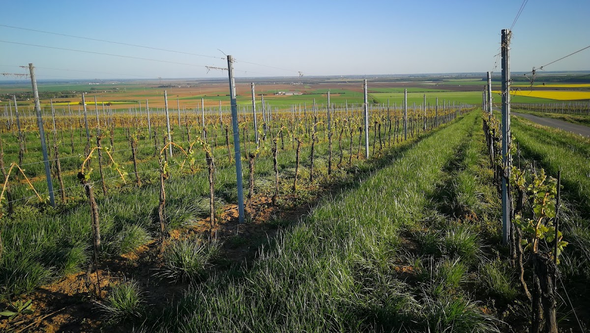 Fotografija lokacije Općina Kneževi Vinogradi (Općina).
