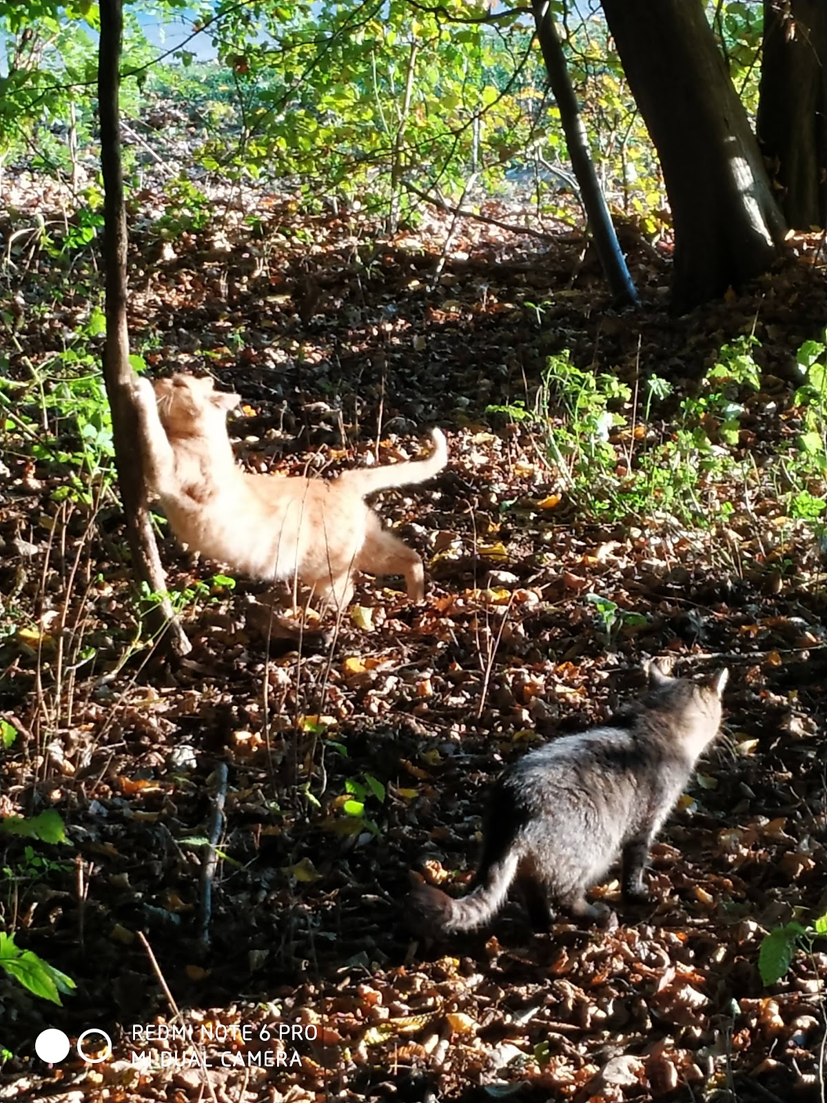 Fotografija lokacije Općina Šenkovec (Općina).